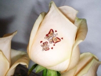 Mesaj_pe_flori_4baa2a0f9e239_200x200