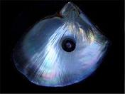 220px-Black_pearl_and_his_shell