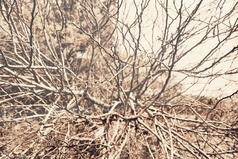 Branches reaching out