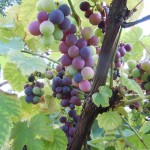 The Goodness of Grapes