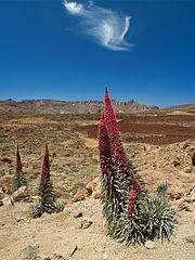 Echium_wildpretii