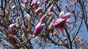 magnolii